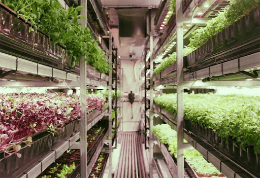 grow your garden shipping container shed